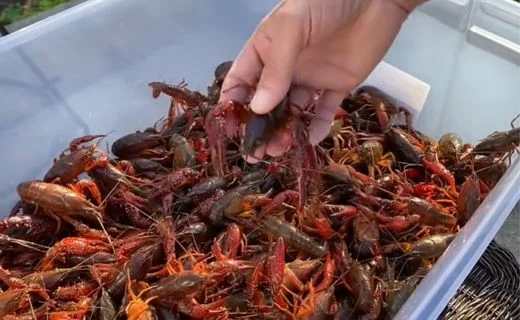 Prep Your Ingredients