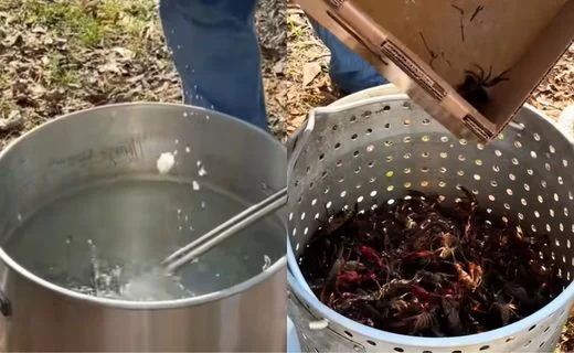 Purge the Crawfish