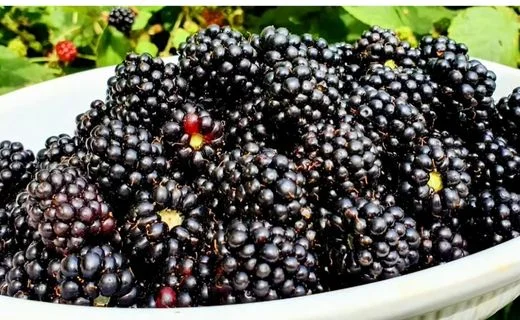 Prepare the Blackberries